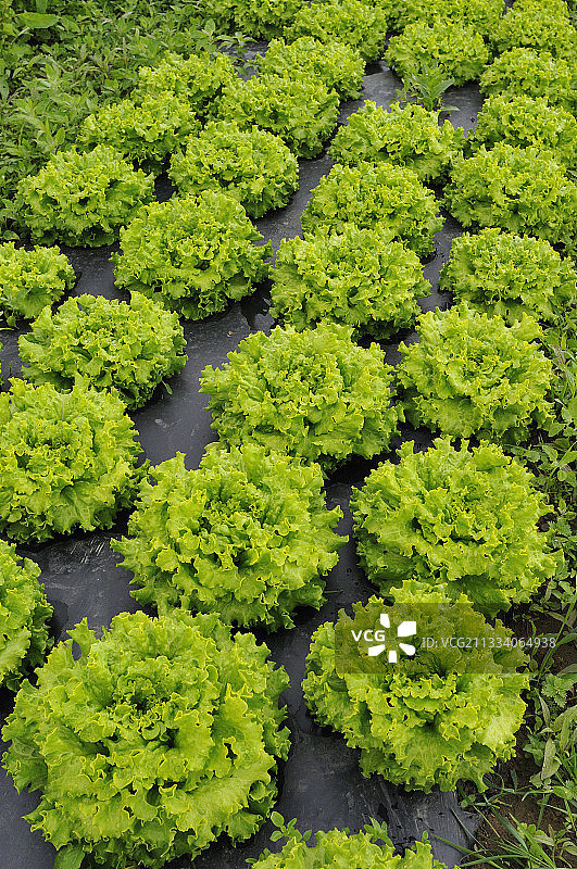 圣布里厄附近的园艺沙拉图片素材