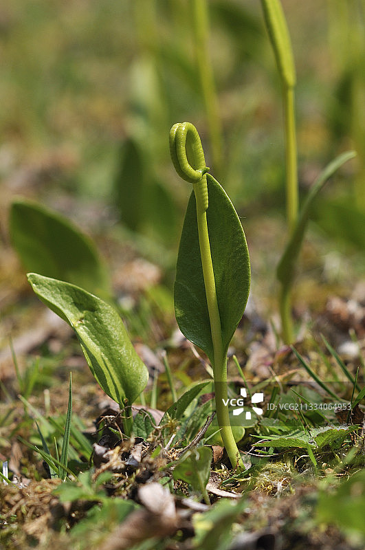 法国科利厄小丘上的蛇舌草图片素材