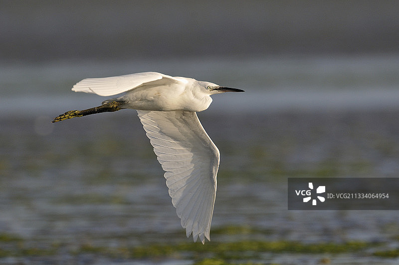法国圣布里厄湾飞行中的小白鹭图片素材