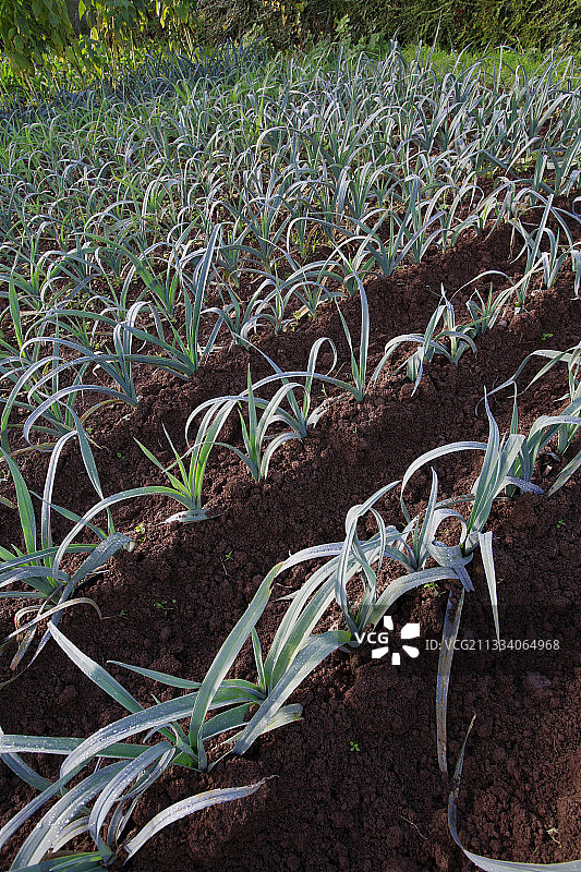 法属布列塔尼家庭花园中的韭葱图片素材