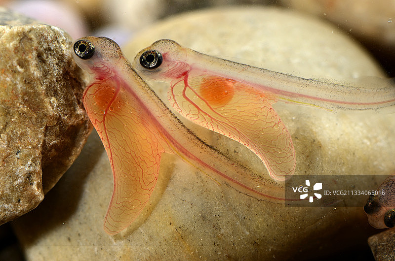 阿尔萨斯小卡马格地区的鱼类养殖笼中饲养的亲鱼图片素材