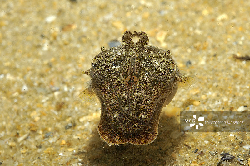 好奇的幼年乌贼在奥莱龙岛附近（法国）图片素材