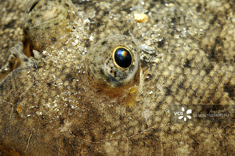 靠近奥莱龙岛的普通鳎鱼图片素材