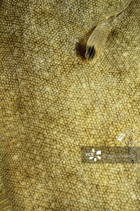 法国奥莱龙岛附近的普通鳎鱼背鳍图片素材