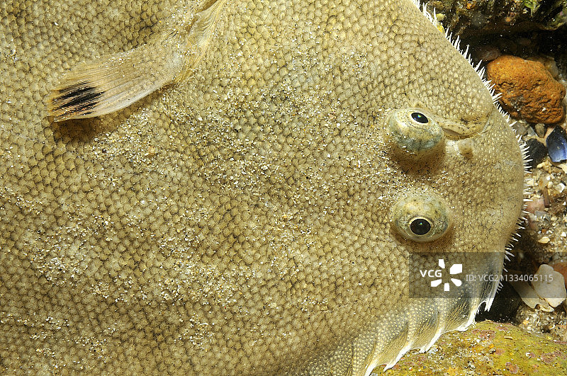 法国奥莱龙岛附近鳎鱼肖像图片素材