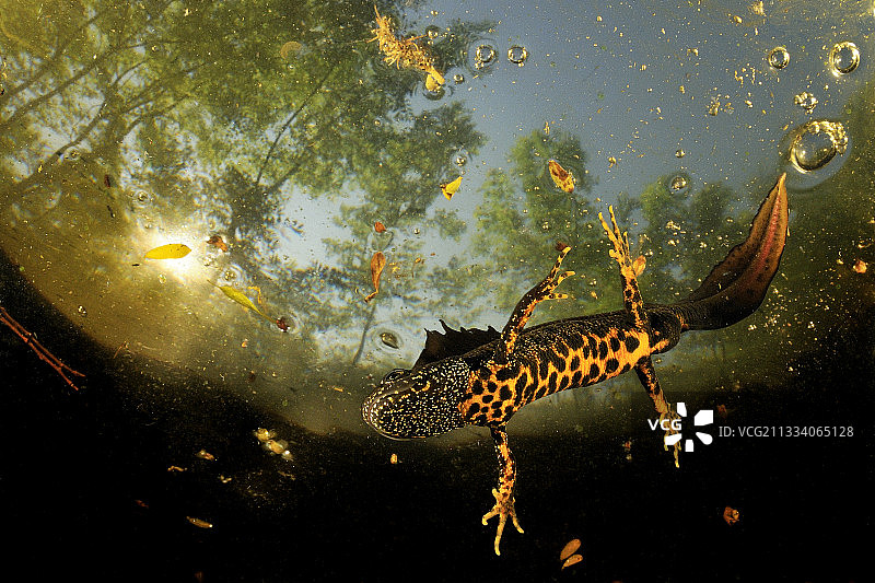 2011年马赛世界水下图片节三重奏照片类别第三名图片素材