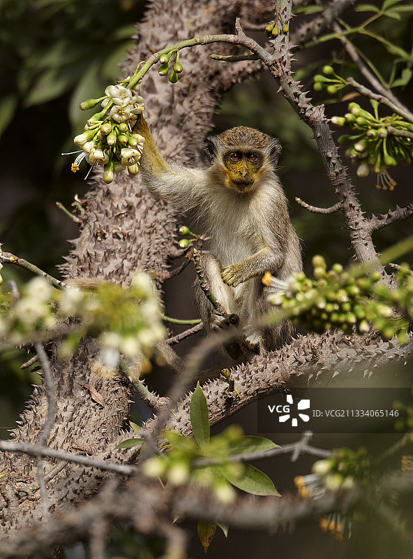 吃木棉花粉后满脸黄色的鸟图片素材