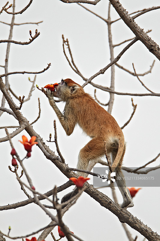 塞内加尔红猴采食木棉花图片素材