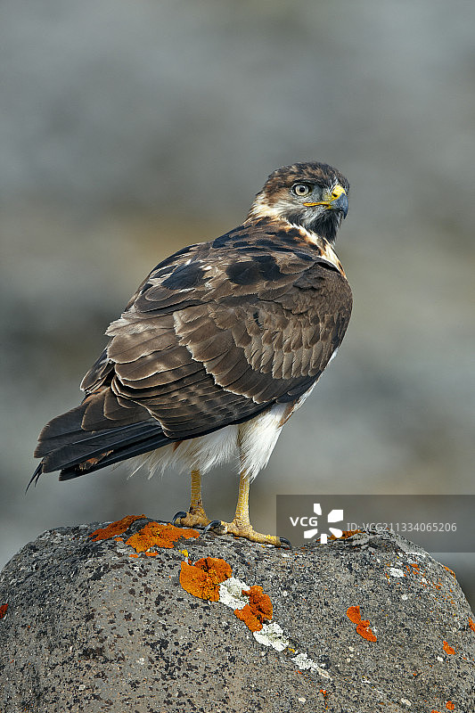 巴莱山国家公园的非洲兀鹰图片素材