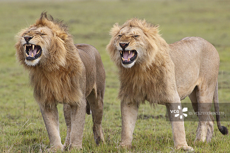 雄狮在肯尼亚马赛马拉展示裂唇嗅行为图片素材