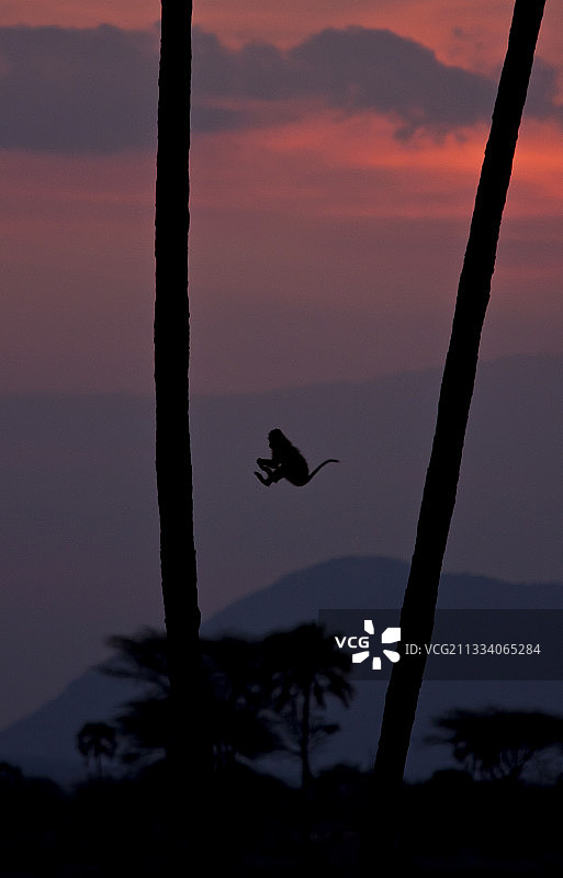 坦桑尼亚鲁阿哈国家公园的狒狒跃过棕榈树干图片素材