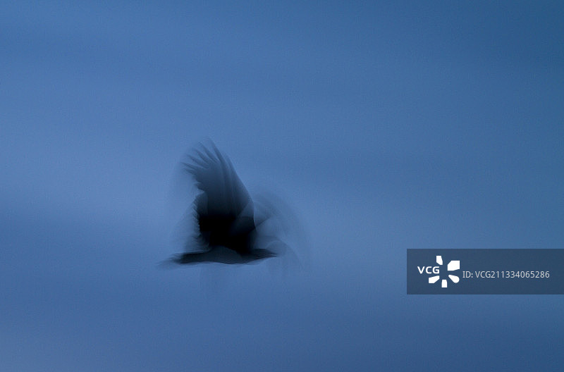 坦桑尼亚鲁阿哈，罩袍秃鹫准备栖息在树上图片素材
