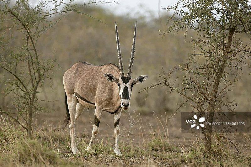 贝萨羚羊，阿瓦什国家公园，埃塞俄比亚图片素材