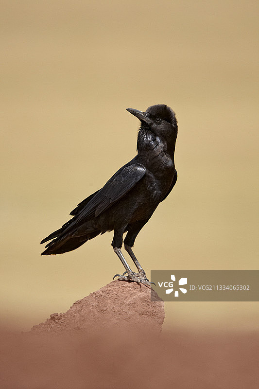 埃塞俄比亚巴莱山国家公园的开普鲁克图片素材