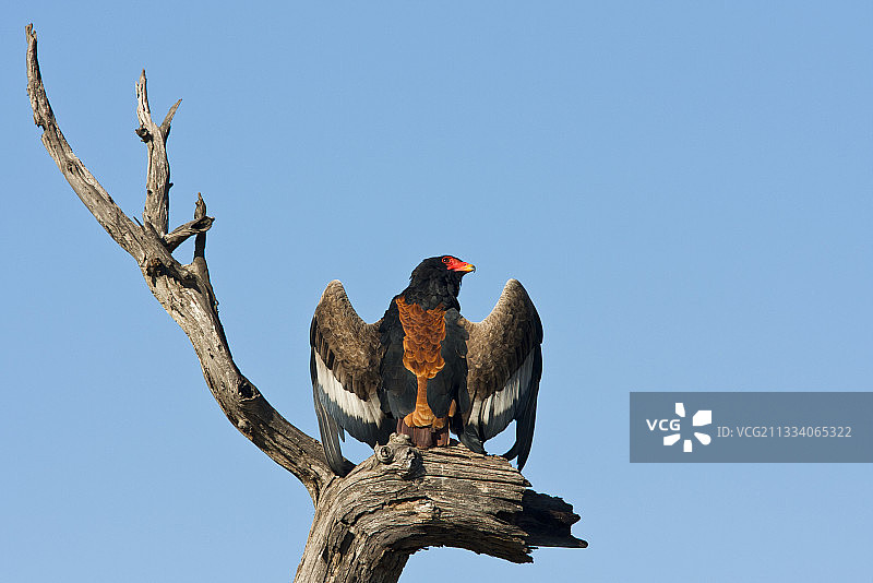 在克鲁格国家公园享受晨浴的猛雕图片素材