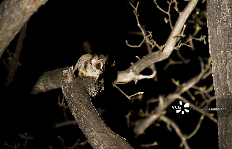 小婴猴准备跳跃，克鲁格国家公园，南非图片素材