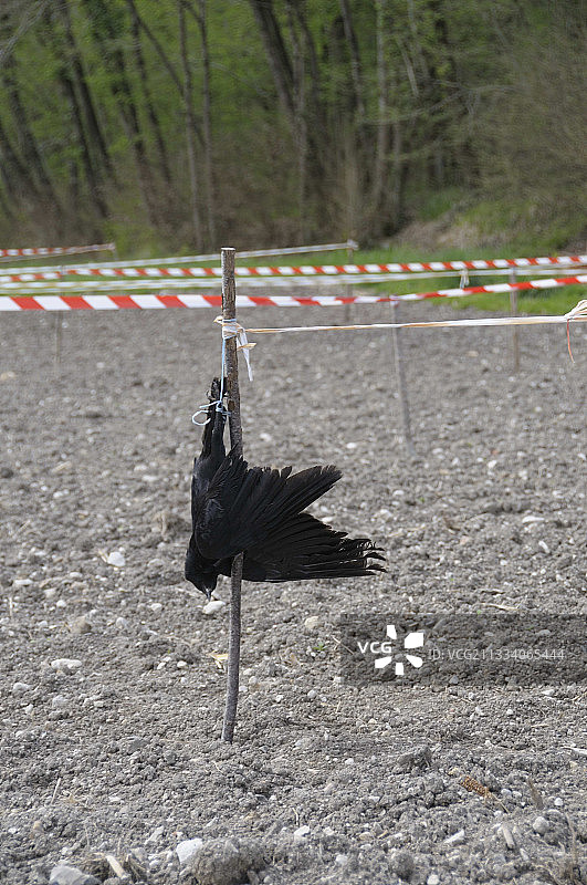 乌鸦与稻草人（法国）图片素材