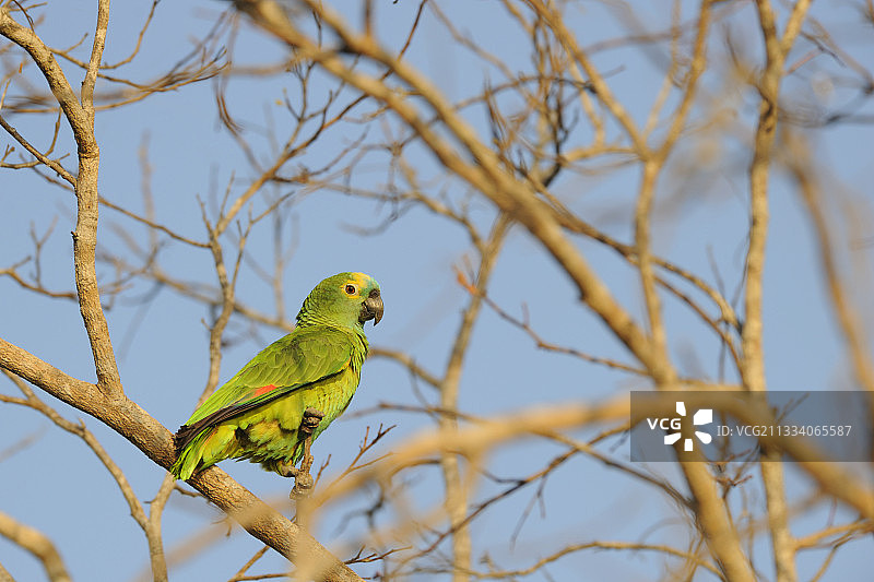 巴西潘塔纳尔湿地的黄额亚马逊鹦鹉图片素材
