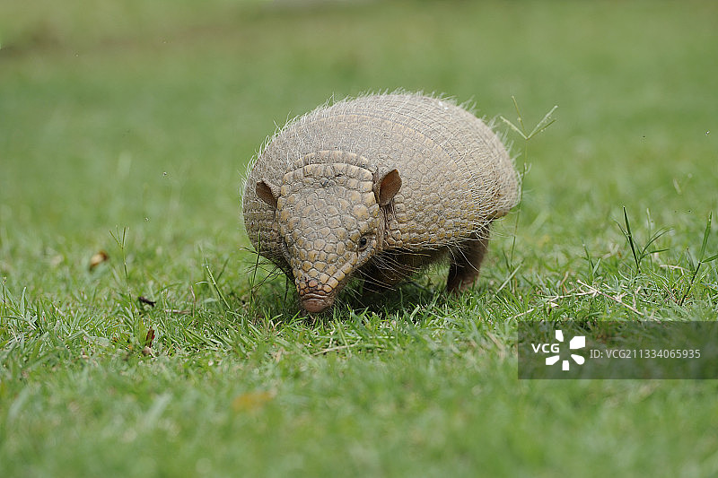 巴西潘塔纳尔草原上的大毛犰狳图片素材