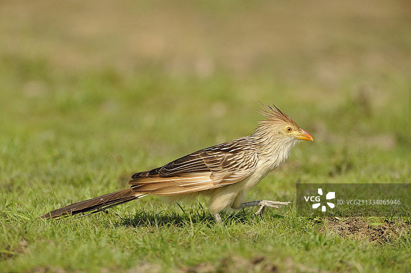 圭拉杜鹃在巴西潘塔纳尔湿地草地上行走图片素材