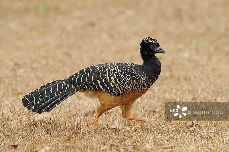 赤裸脸的大鸟女行走巴西潘塔纳尔图片素材