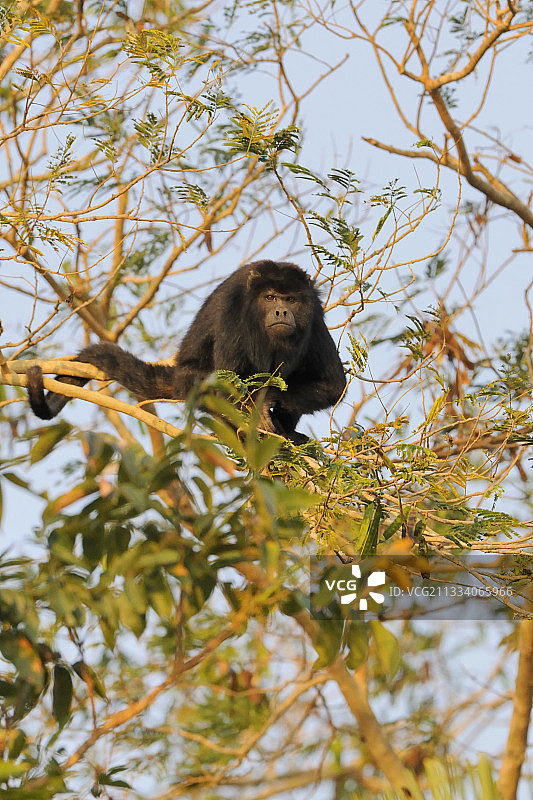 巴西潘塔纳尔湿地上树枝上的雄性黑吼猴图片素材