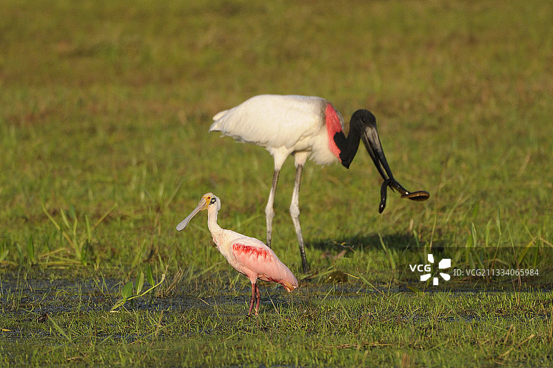 粉红琵鹭和美洲鹮在巴西潘塔纳尔捕捉鳗鱼图片素材