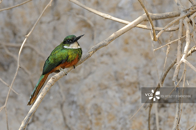 红尾鴗在巴西潘塔纳尔湿地的树枝上图片素材