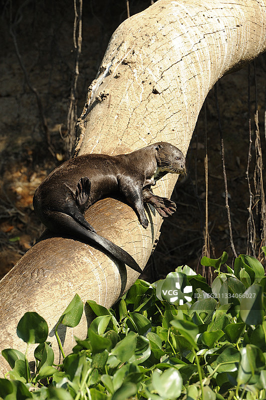 巴西潘塔纳尔湿地休息的巨型水獭图片素材