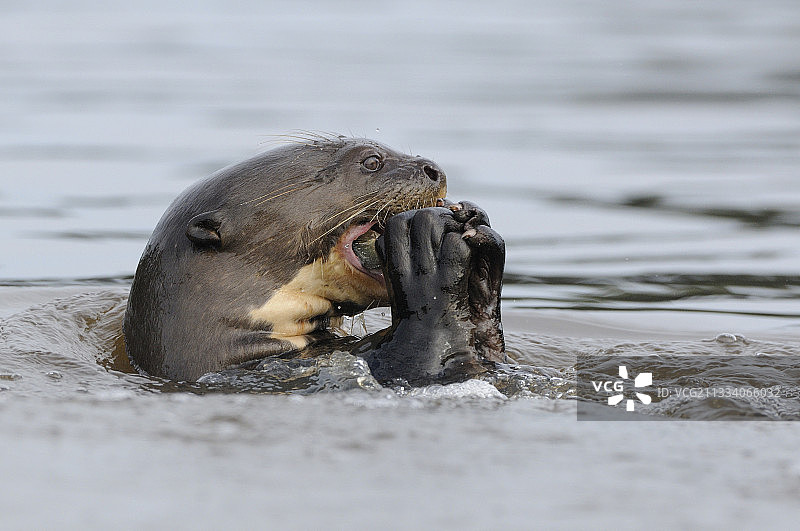 在巴西潘塔纳尔湿地吃鱼的巨獭图片素材