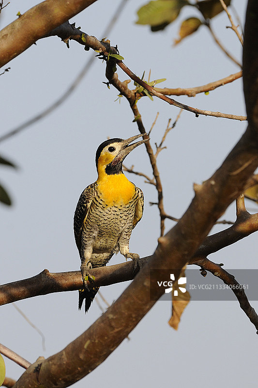 巴西潘塔纳尔的树枝上的原野扑动鴷图片素材