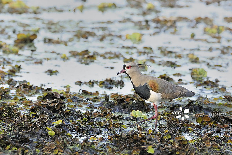 巴西潘塔纳尔湿地的南美冠鹆水生植被图片素材