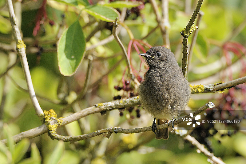 在法国树枝上的一只黑色小红尾鸲图片素材