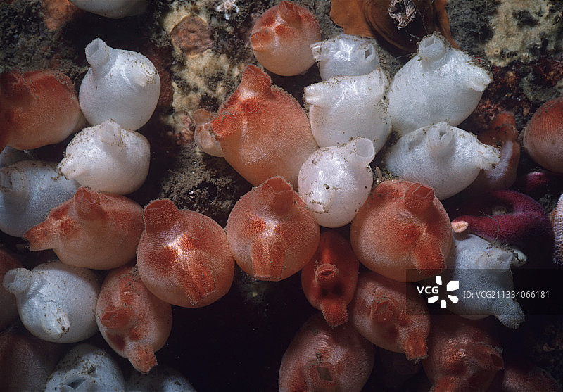 海桃过滤浮游生物，美国新英格兰图片素材