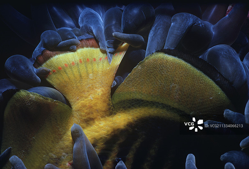 海葵吞食条纹蝴蝶鱼图片素材