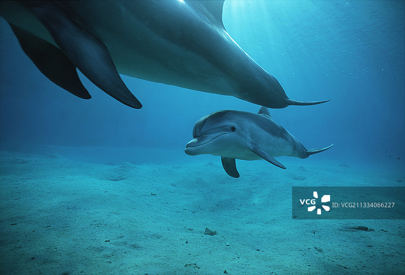 红海努韦巴的野生宽吻海豚和小海豚，埃及图片素材