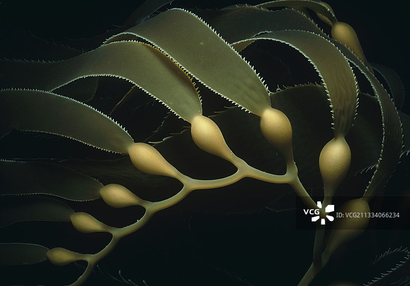 加州巨藻的叶片和茎图片素材