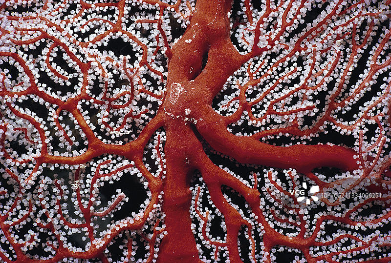 帕劳群岛猩红色海扇珊瑚图片素材