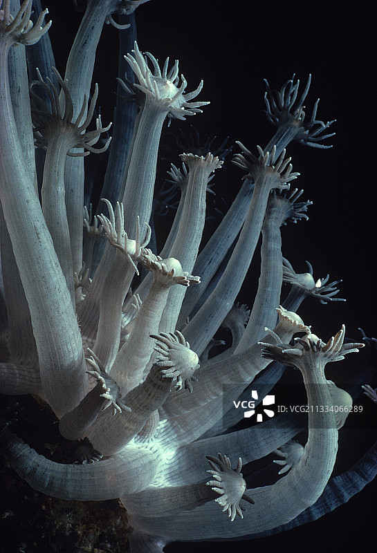 红海中的软珊瑚虫以浮游生物为食图片素材