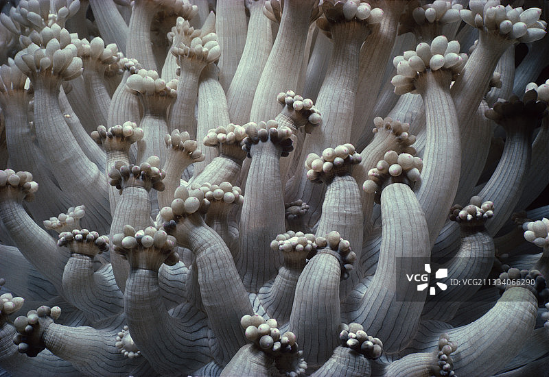 红海中的软珊瑚虫以浮游生物为食图片素材