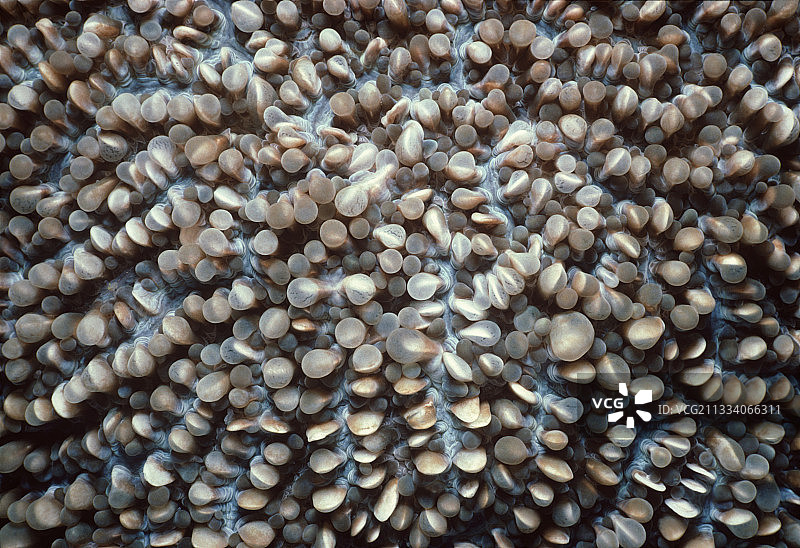 巴布亚新几内亚俾斯麦海的石珊瑚虫图片素材