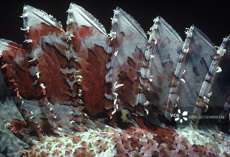 红海缨须蝎子鱼的毒性背鳍棘图片素材