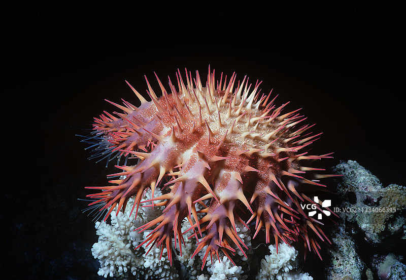 棘冠海星夜间啃食红海珊瑚图片素材