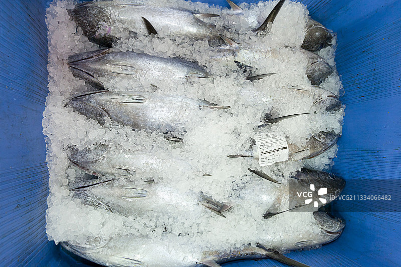 西班牙坎塔布里亚的白金枪鱼罐头盒图片素材