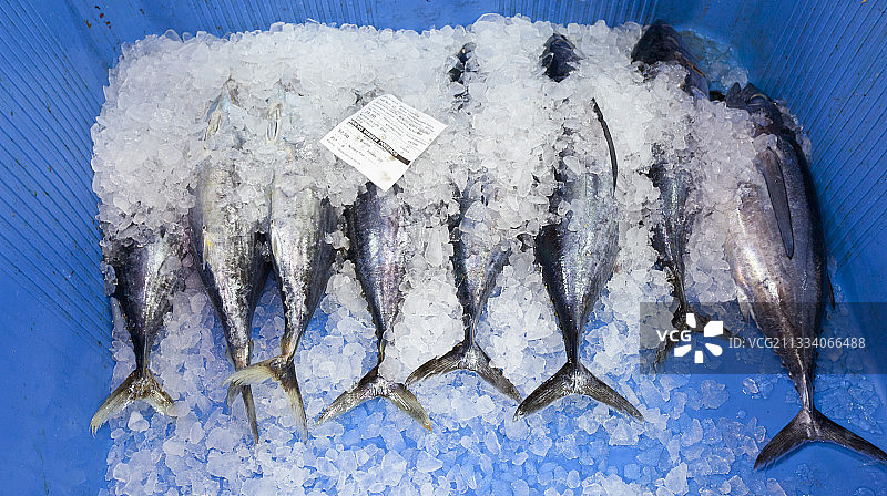 西班牙坎塔布里亚的白金枪鱼罐头盒图片素材