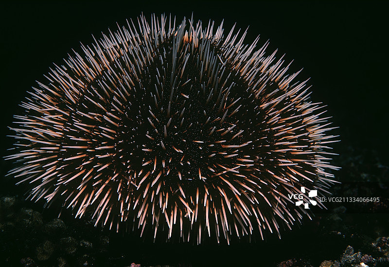 加拉帕戈斯群岛夜间海胆觅食图片素材