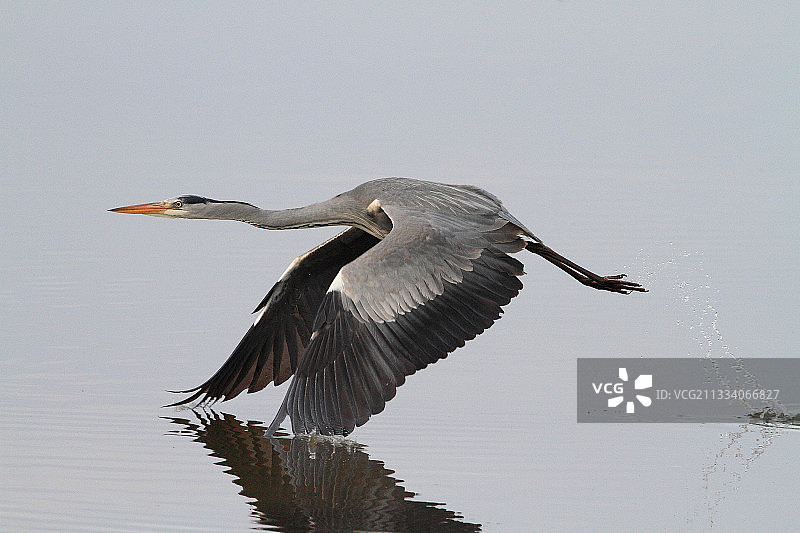 法国池塘起飞的苍鹭图片素材