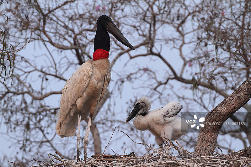 巴西潘塔纳尔湿地黑颈鹳与幼鸟在巢中图片素材