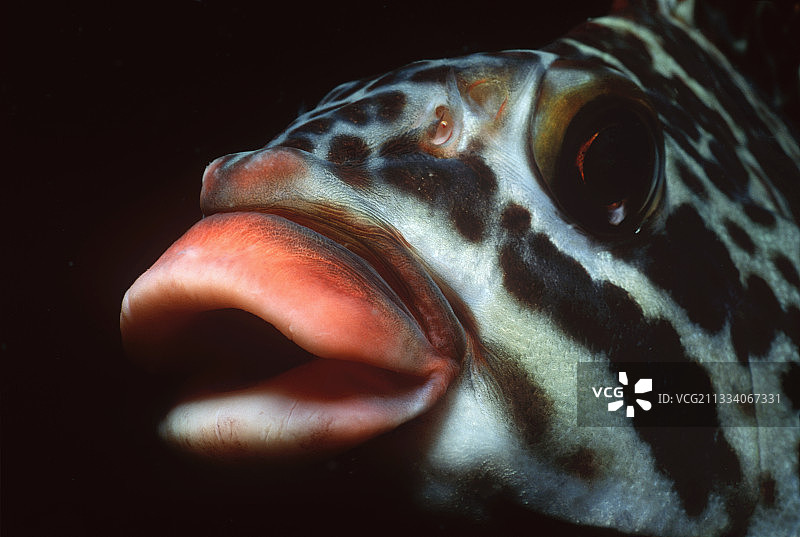 印度洋澳大利亚的红鼻皇帝鱼的嘴图片素材