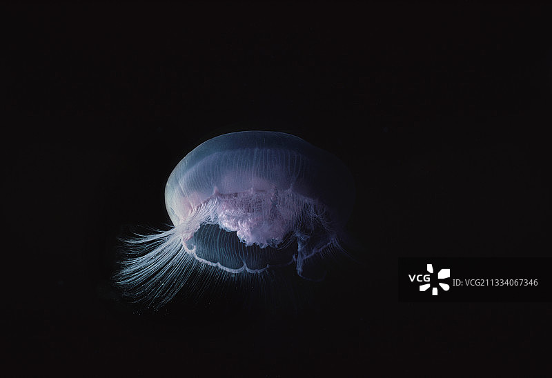 埃及：月亮水母用触须捕食浮游生物图片素材